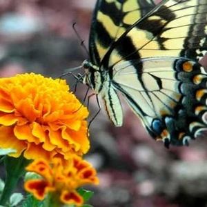 Meet your Posher, Robbie